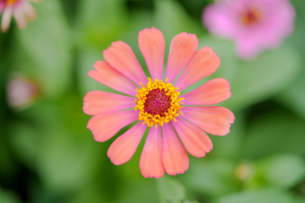 A Pause In Pink Photography Art | Marcus Johnson Photography