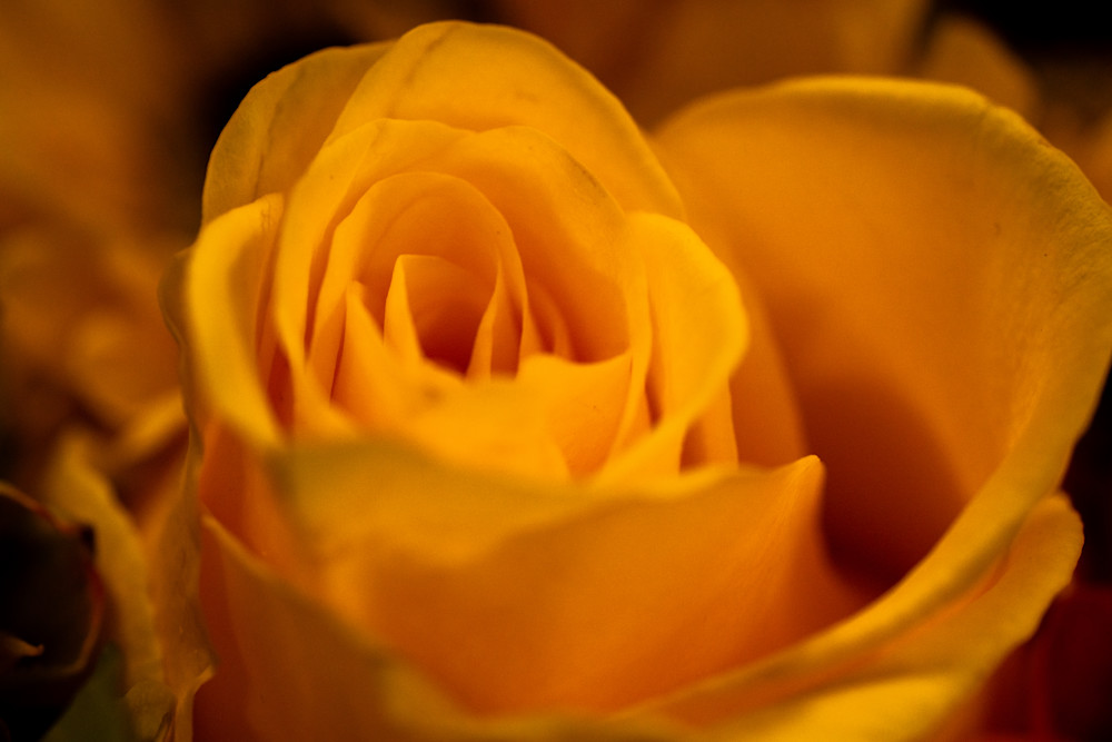 Quiet Bloom Photography Art | Marcus Johnson Photography