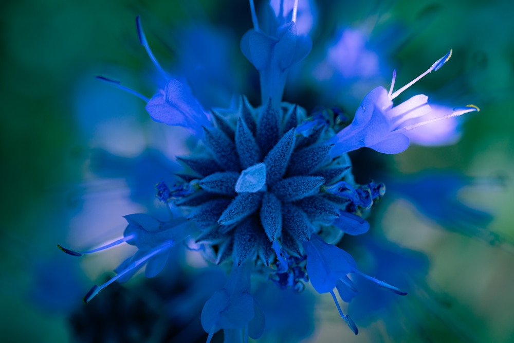 Petal Meditation Photography Art | Marcus Johnson Photography