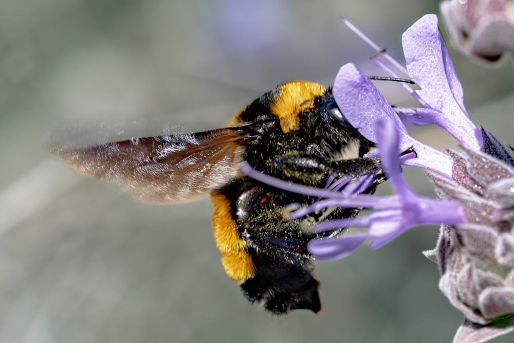 Whispers Of Harmony Photography Art | Marcus Johnson Photography