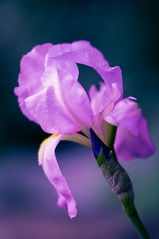 Whipers Of Purple Photography Art | Marcus Johnson Photography