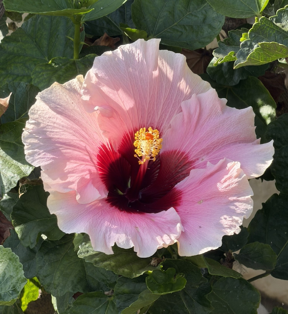 Pink Paradise Photography Art | Felton Fotography