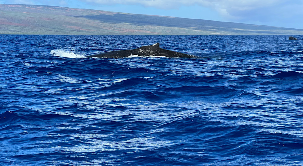 Stunning Ocean Whales Photography by Felton Fotography