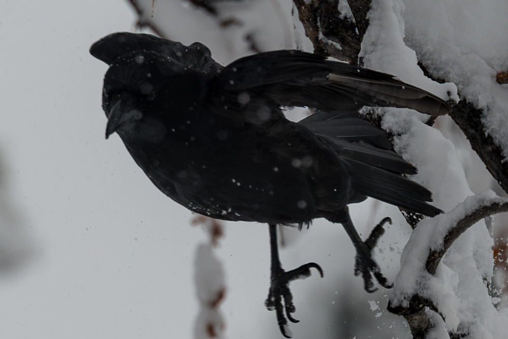 20240314 Dsc 0271 271sage Photography Art | Lazy J Z Photography