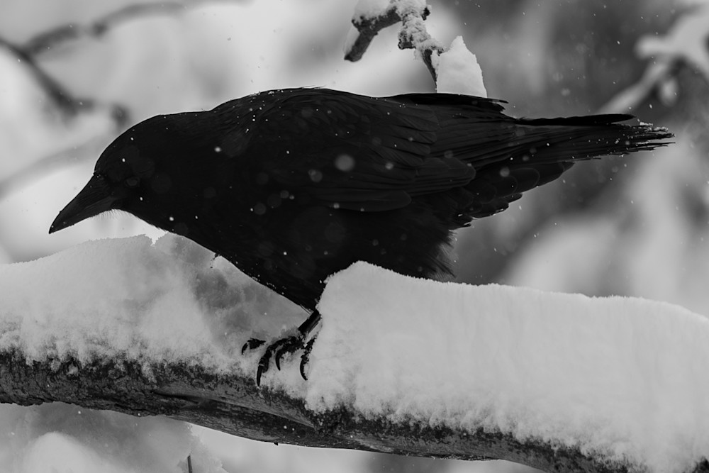 20240314 Dsc 0264 2  2 Photography Art | Lazy J Z Photography