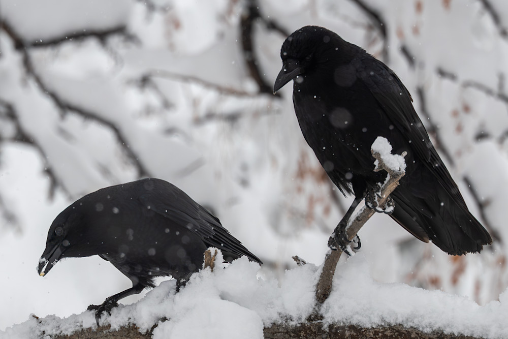 20240314 Dsc 0274 274sage Photography Art | Lazy J Z Photography