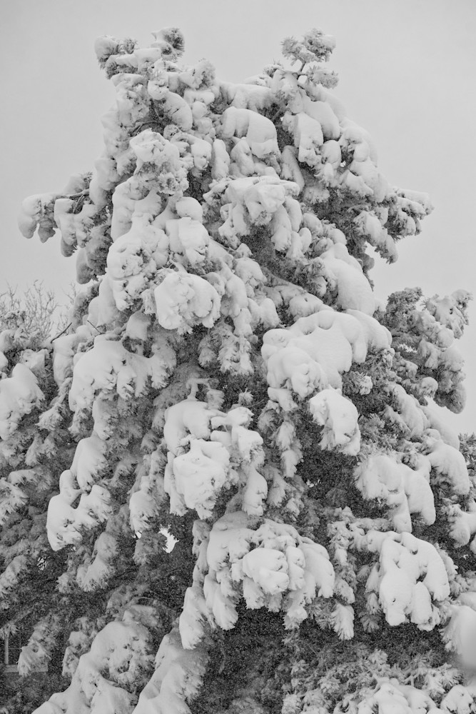 20240314 Dsc 0192 192sage Photography Art | Lazy J Z Photography