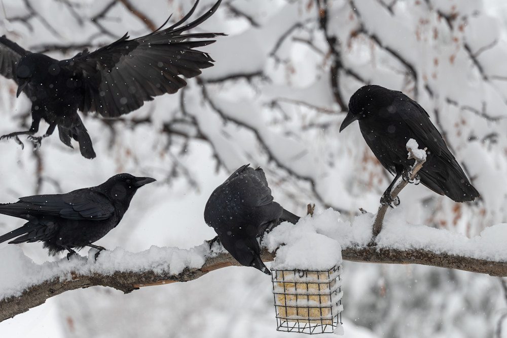 20240314 Dsc 0279 279sage Photography Art | Lazy J Z Photography