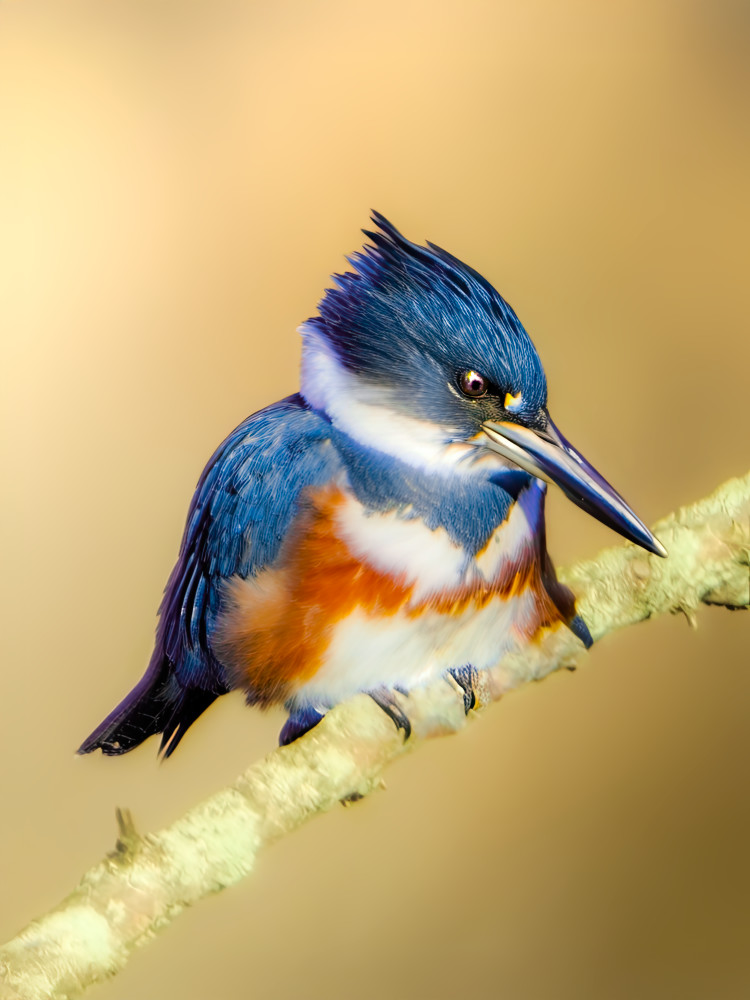 Perch for a Prince – Belted Kingfisher Portrait | Alex Spielman Photography