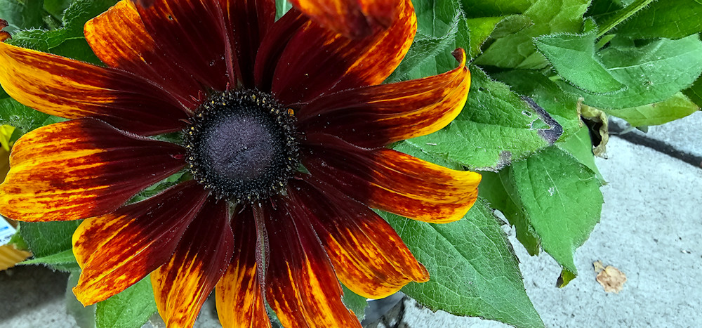 Black Eyed Susan Photography Art | InYourBackyard