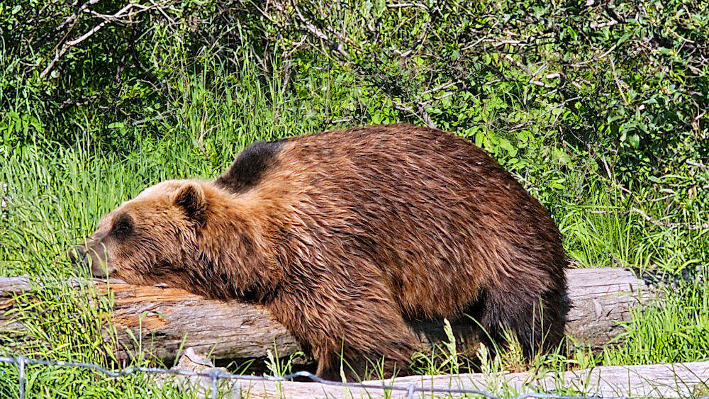 Alaska Grizzley Photography Art | InYourBackyard