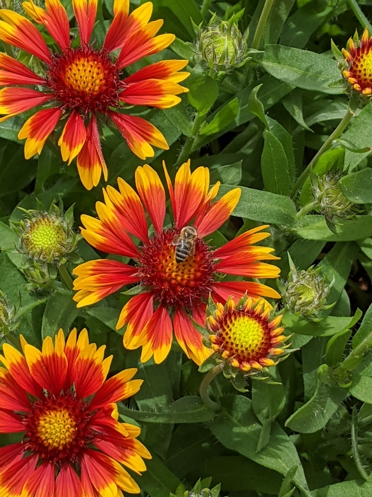 Blanket Flower Bee Nectar Photography Art | InYourBackyard