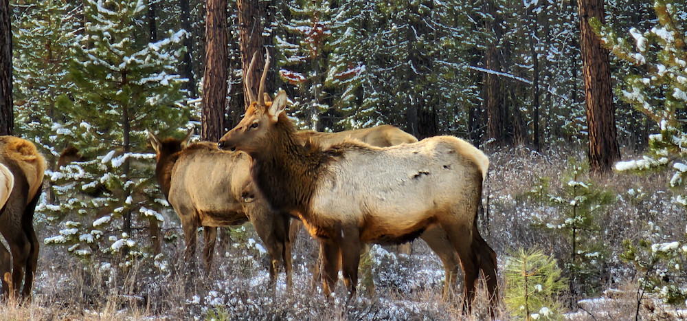 Elk Deschutes National Forest Photography Art | InYourBackyard