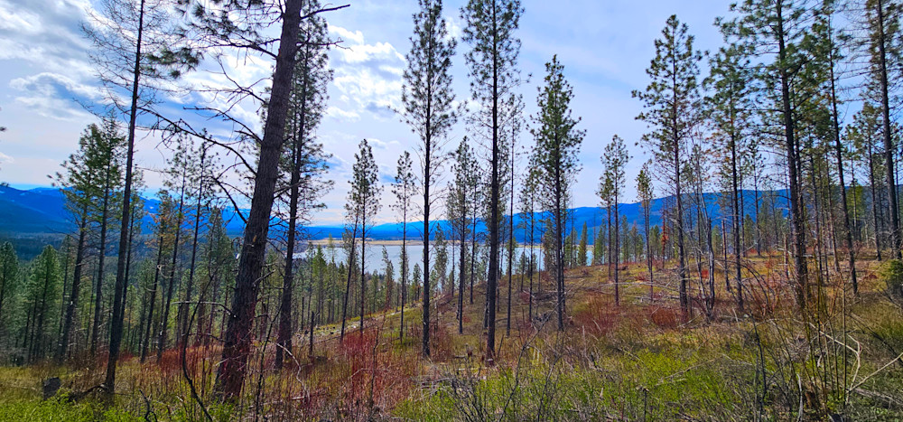 Montana Forest Photography Art | InYourBackyard