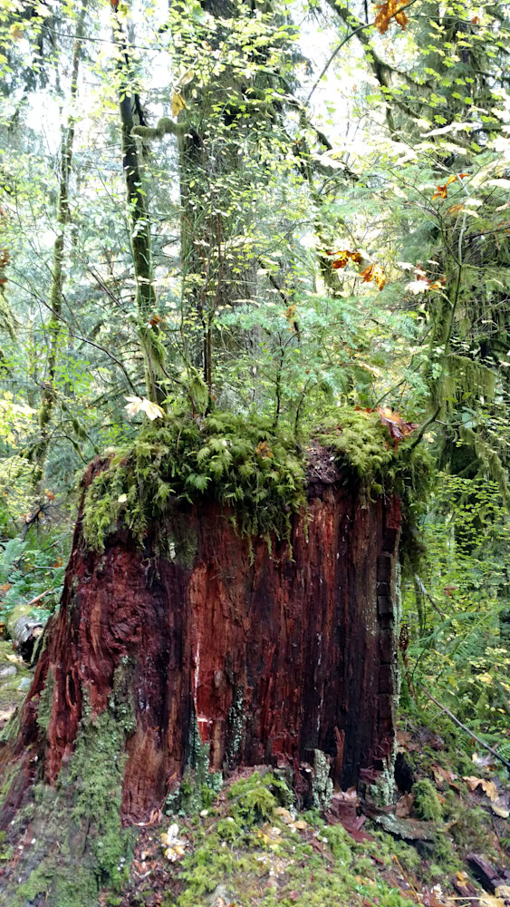 Nurselog Jawbone Flats Opal Creek Wilderness Photography Art | InYourBackyard