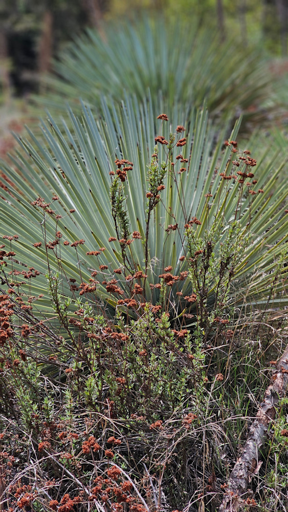 San Gabriel Mountains Bridge To Nowhere Hike 2 Photography Art | InYourBackyard