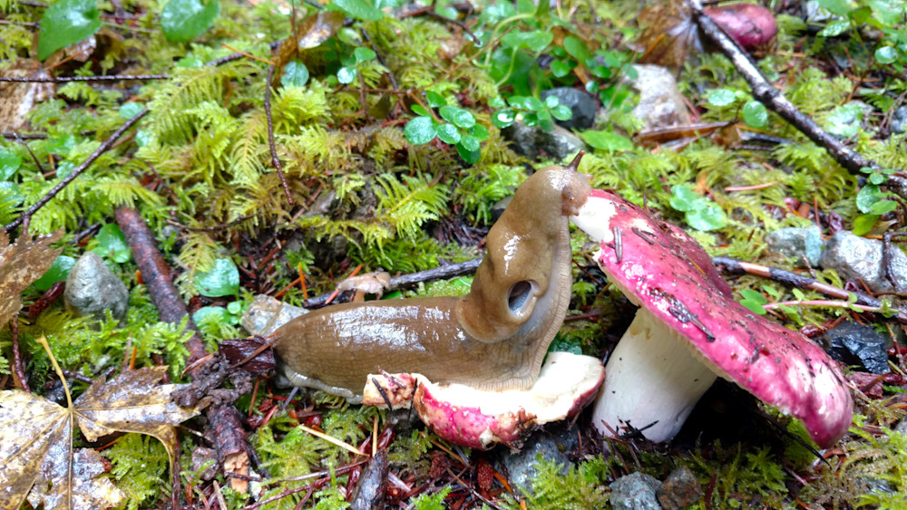 Slug Eating Mushroom Jawbone Flats Opal Creek Wilderness Photography Art | InYourBackyard