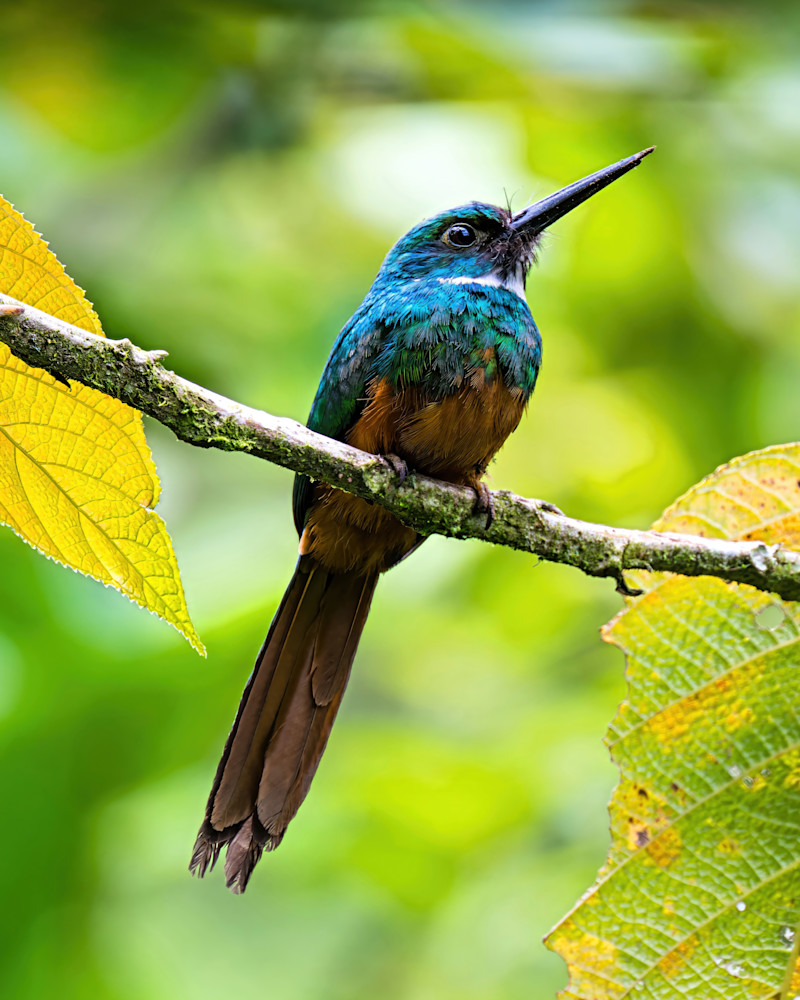 Jacamar Art | Birdman Co.