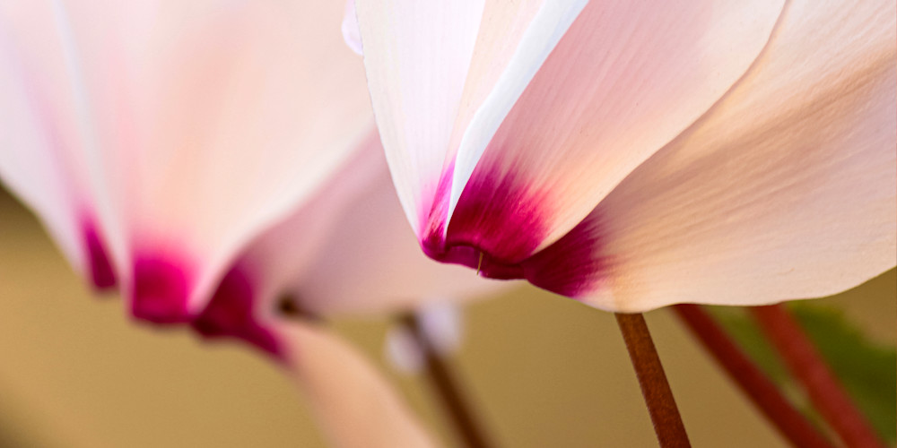 Cyclamen Whisper Macro Flower Print