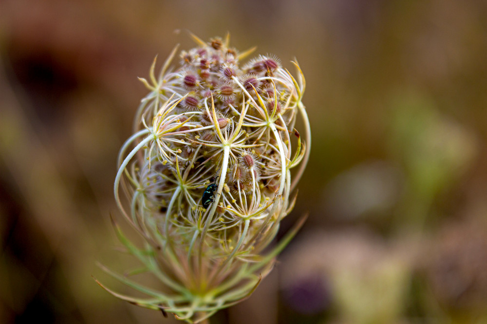 Queen Anne Art | Bearabilia - Uplifting Art