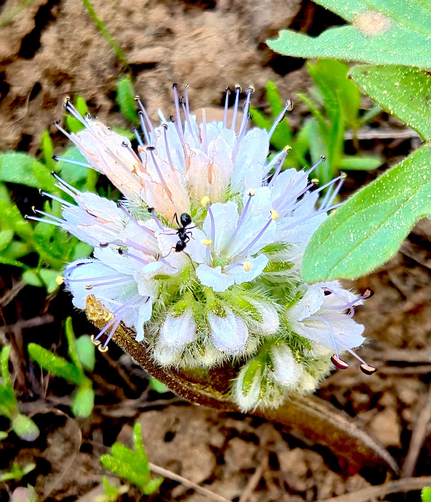 Ant Chillin On A Flower Photography Art | InYourBackyard