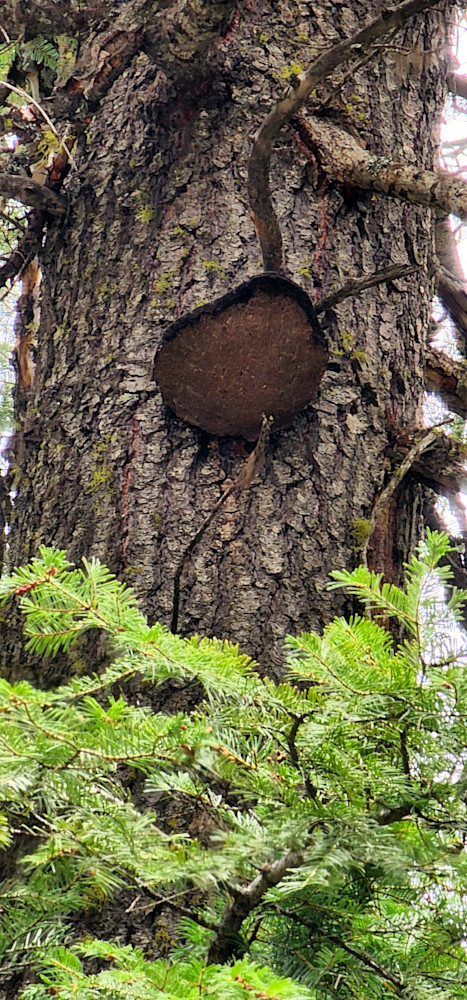 Wallowa Whitman National Forest Mushroom Tree Photography Art | InYourBackyard