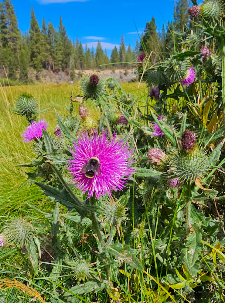 Forest Bee Endulging Photography Art | InYourBackyard