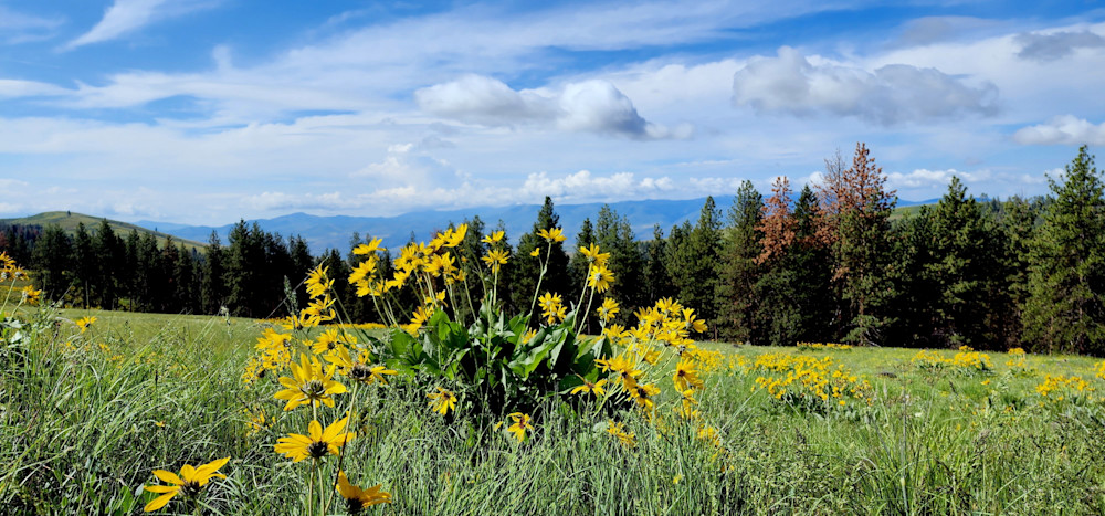 Wallowa Whitman National Forest Bouquet Landscape Photography Art | InYourBackyard