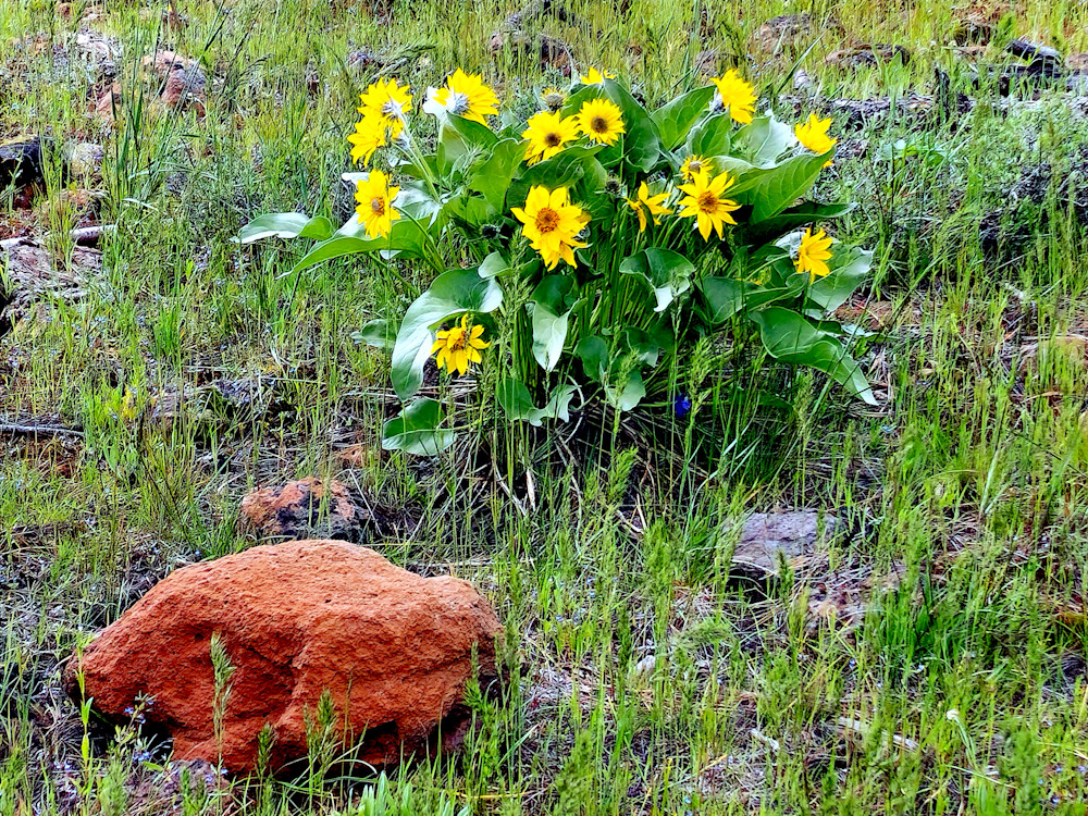 Wallowa Whitman National Forest Wild Flowers Photography Art | InYourBackyard