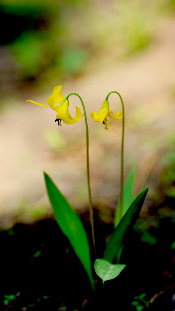 Glacier Lillies In The Forest Photography Art | InYourBackyard