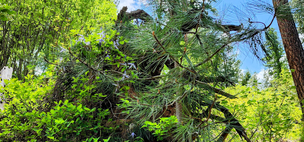 Forest Greenery In The Wallowa Whitman National Forest Photography Art | InYourBackyard