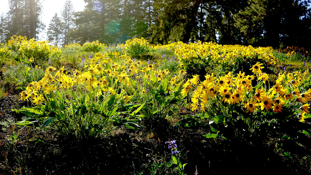 Wallowa Whitman National Forest Floral View Photography Art | InYourBackyard