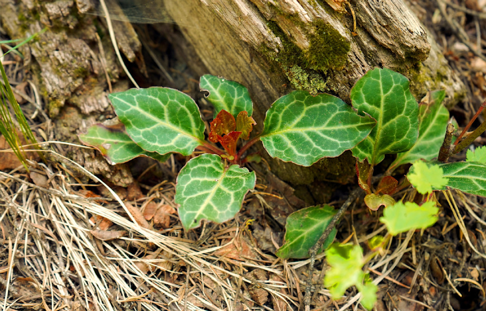 Wallowa Whitman National Forest Ground Cover Photography Art | InYourBackyard