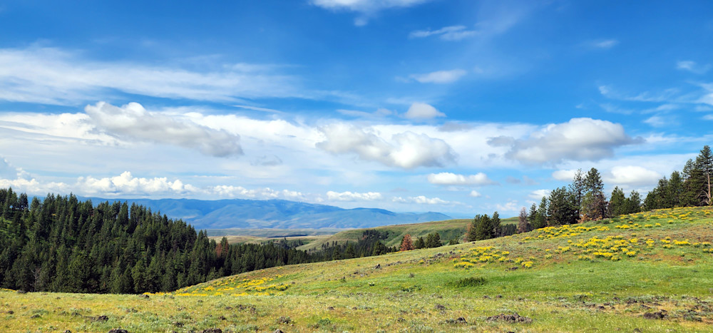 Wallowa Whitman National Forest Hillside View Photography Art | InYourBackyard