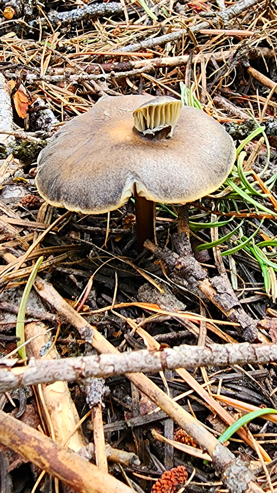 Wallowa Whitman National Forest Mushroom Venting Photography Art | InYourBackyard