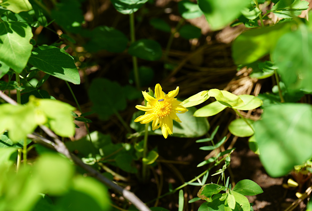 Wallowa Whitman National Forest Yellow Flower Photography Art | InYourBackyard