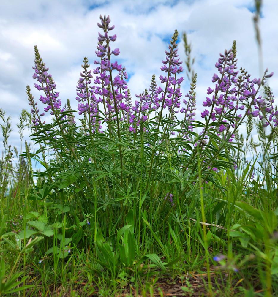 Wallowa Whitman National Forest Pink Bouquet Photography Art | InYourBackyard