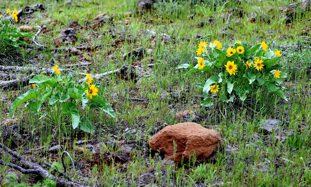 Wallowa Whitman National Forest Wildflowers Ground Cover Photography Art | InYourBackyard