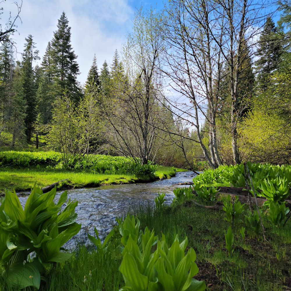 False Hellebores Along Lake In Wallowa Whitman National Forest Photography Art | InYourBackyard