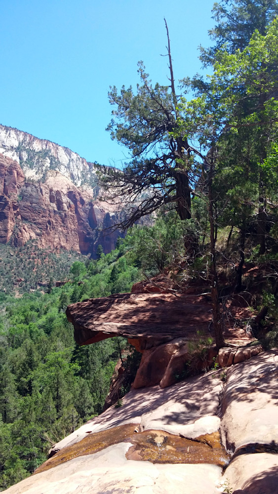 Zion National Park Tree On A Cliff Photography Art | InYourBackyard