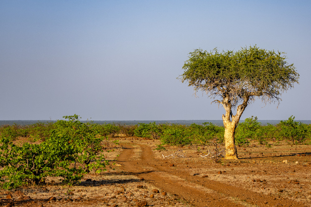 Guardian Of The Parched Horizon Photography Art | Kevin Morris Photography USA