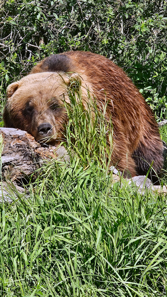 A Tired Bear In Alaska Photography Art | InYourBackyard