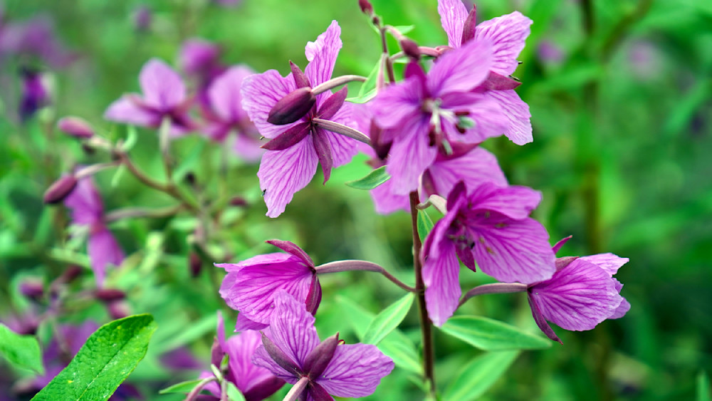 Alaska Dwarf Fireweed Photography Art | InYourBackyard