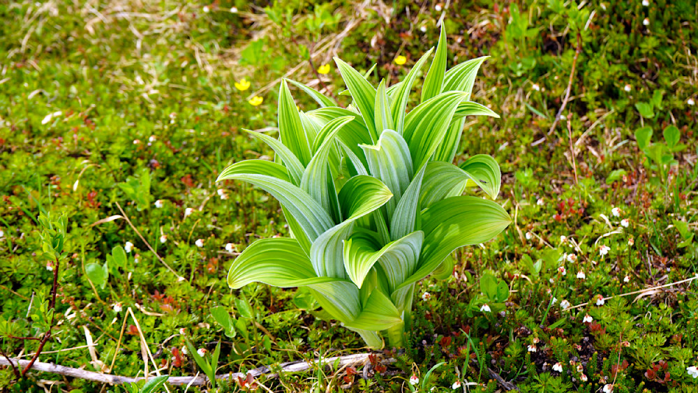 Alaska   Indian Poke Ground Cover Backdrop Photography Art | InYourBackyard
