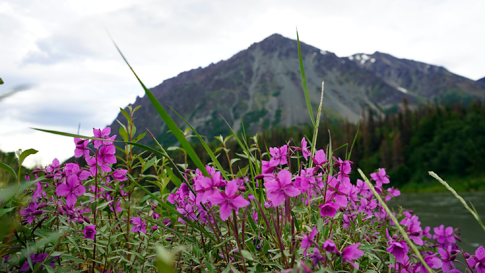 Alaska Dwarf Fireweed Mountain Backdrop Photography Art | InYourBackyard