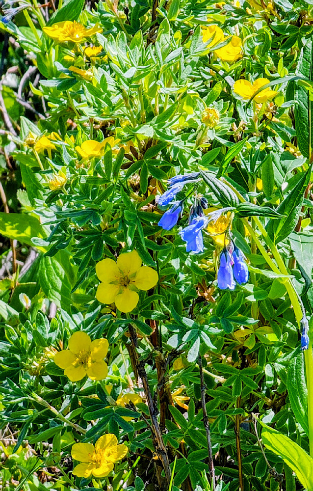 Alaska Natural Floral Boquet Photography Art | InYourBackyard