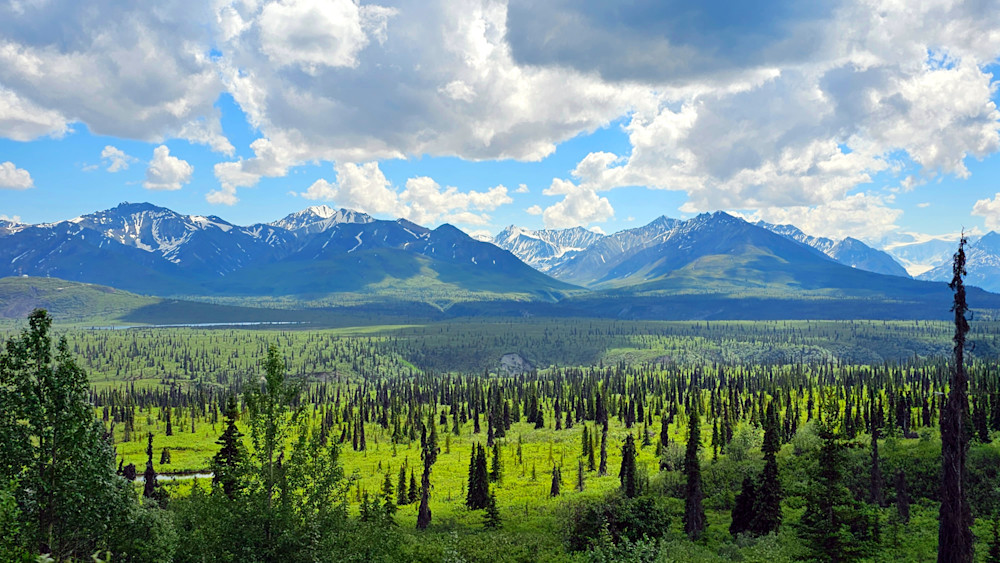 Alaska Range And Taiga Forest Photography Art | InYourBackyard