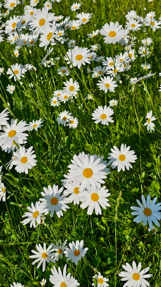 Alaska Wild Daisys Photography Art | InYourBackyard