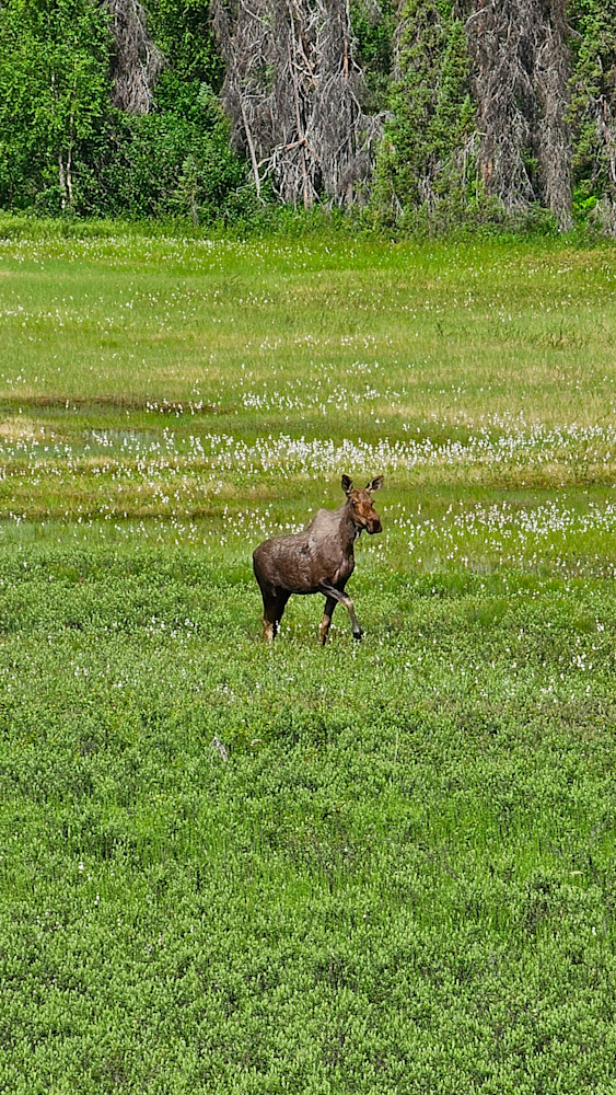 Alaskan Moose In Meadow Photography Art | InYourBackyard