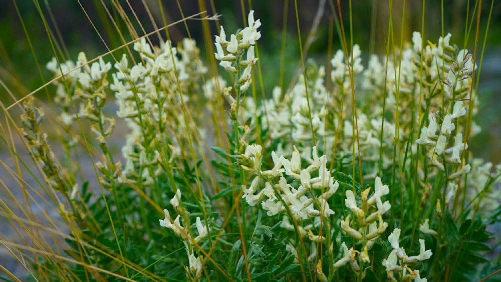Alaskan Wildflowers Photography Art | InYourBackyard